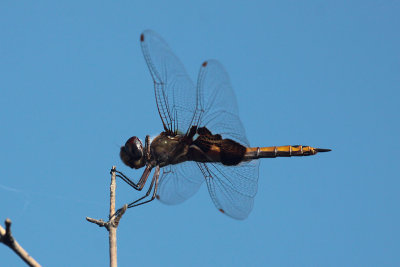 Black Saddlebags Dragonfly