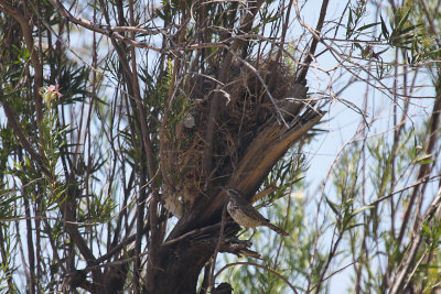 Cactus Wren and Nest
