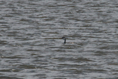 Clark's Grebe