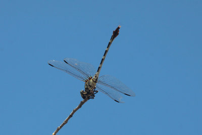 Four-striped Leaftail Dragonfly