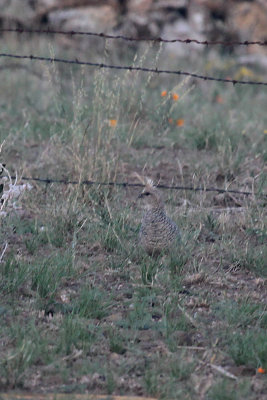 Scaled Quail