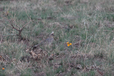 Scaled Quail