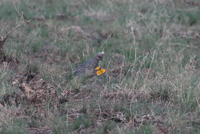 Scaled Quail