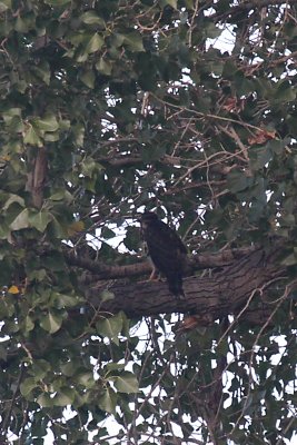 Juvenile Common Black Hawk
