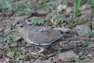 White-winged Dove