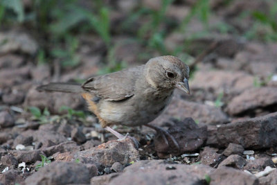 Canyon Towhee