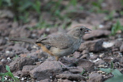 Canyon Towhee