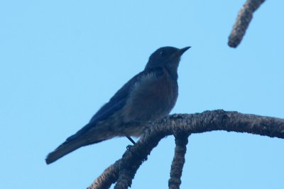 Western Bluebird