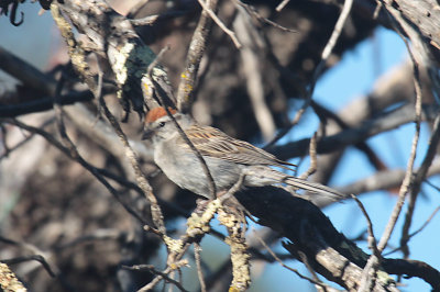 Chipping Sparrow