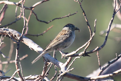 Chipping Sparrow