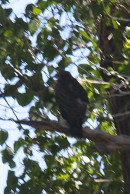 Common Black Hawk