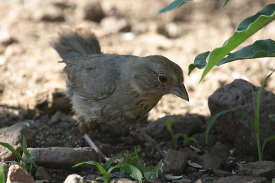 Canyon Towhee