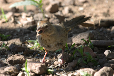 Canyon Towhee