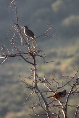 Canyon Towhees