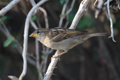 House Sparrow