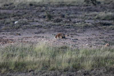 Prairie Dog