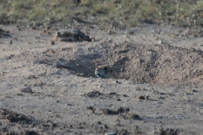 Prairie Dog