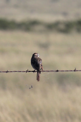 Prairie Falcon