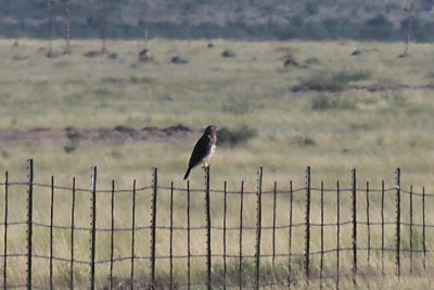 Prairie Falcon