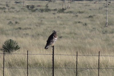Prairie Falcon