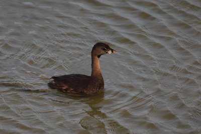 Pied-Billed Grebe