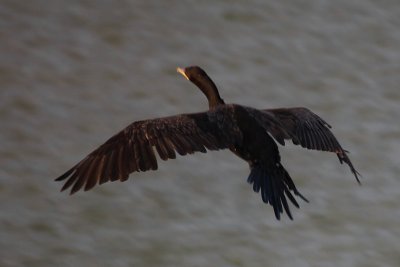Neotropic Cormorant