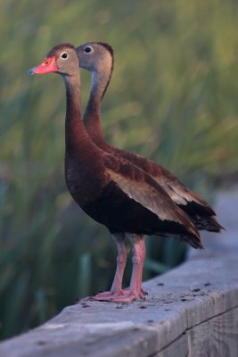Black-Bellied Whistling Ducks
