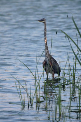 Great Blue Heron