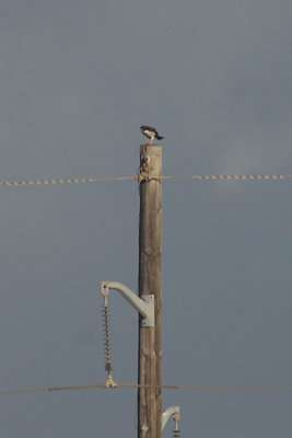 White-tailed Hawk