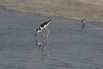 Black-Necked Stilt