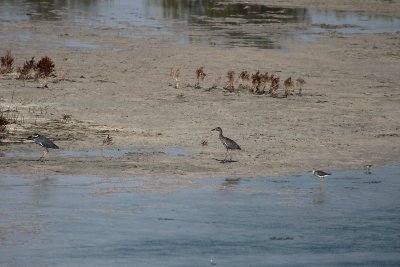 Yellow-crowned Night Herons