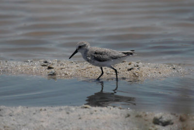 Semipalmated Sandpiper