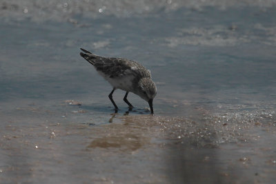 Semipalmated Sandpiper