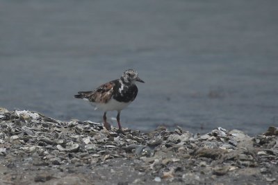 Ruddy Turnstone