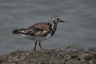 Ruddy Turnstone