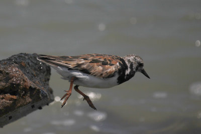 Ruddy Turnstone