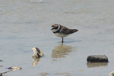 Semipalmated Plover