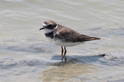 Semipalmated Sandpiper