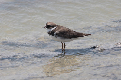 Semipalmated Sandpiper