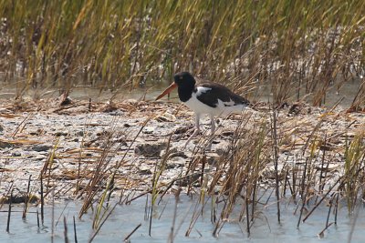 American Oystercatcher