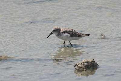 Sanderling