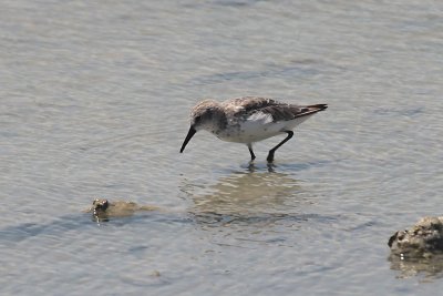 Sanderling