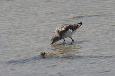 Sanderling
