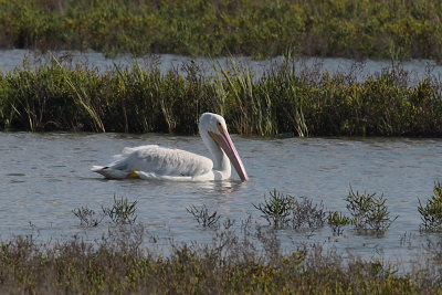 White Pelican