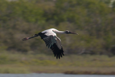 Wood Stork
