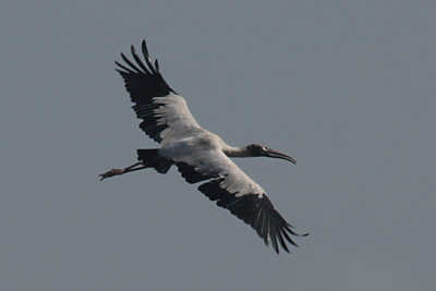 Wood Stork