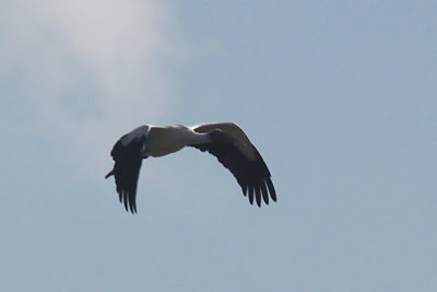 Wood Stork