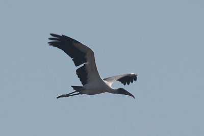 Wood Stork