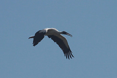 Wood Stork