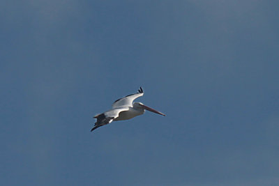 White Pelican
